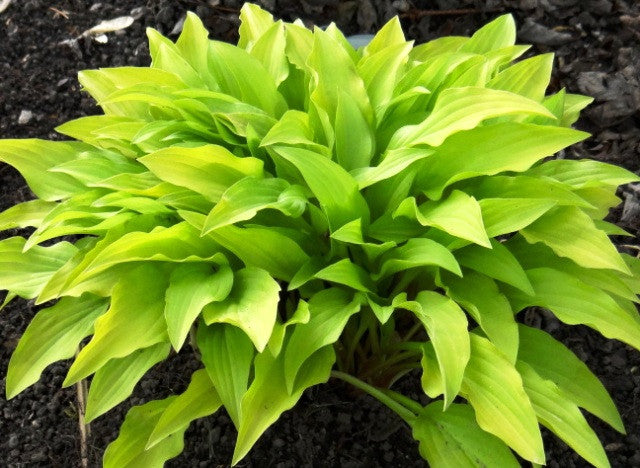'Yellow Boa' Hosta