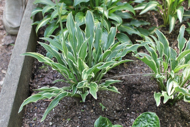 Hosta 'Yippee' Courtesy of Green Hill Farm