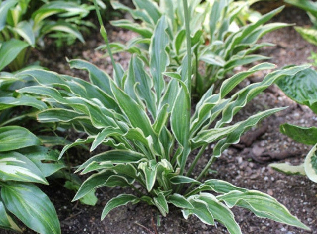 Hosta 'Yippee' Courtesy of Doug Beilstein