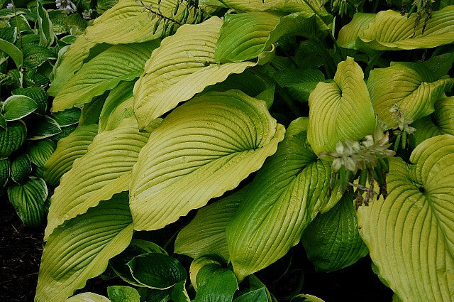'Yosemite Valley' Hosta Courtesy of Olga Petryszyn