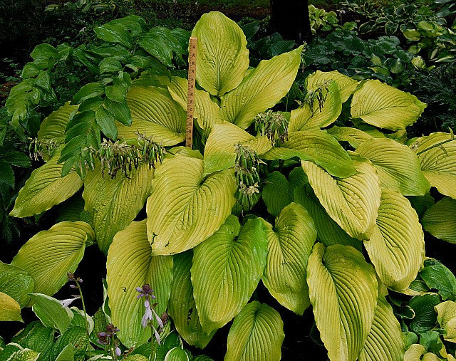 'Yosemite Valley' Hosta Courtesy of Olga Petryszyn