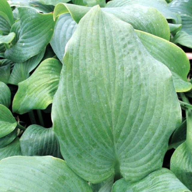 'Zeppelin' Hosta Courtesy of Q&Z Nursery
