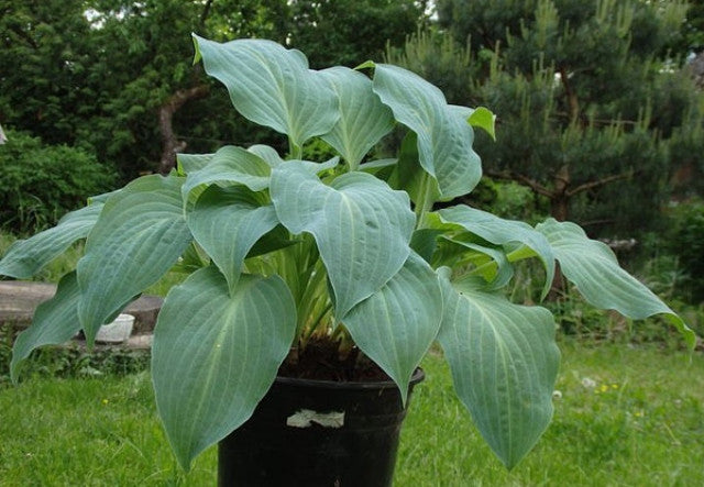 Hosta 'Zita' Courtesy of the Hosta Library