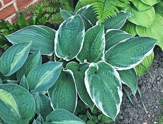 Hosta 'Zonda' Courtesy of the Hosta Library