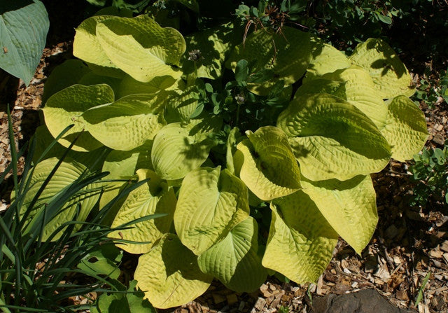 'Zounds' Hosta From NH Hostas