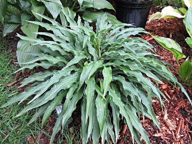 Hosta 'Zucchini Fries' Courtesy of Jeff Moore and the Hosta Library