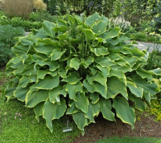 Hosta 'Abba Dabba Do' Courtesy of the Hosta Library