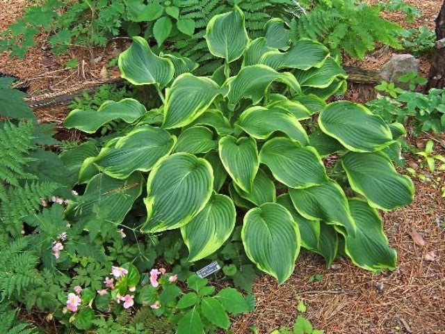Hosta 'Abba Dabba Do' Courtesy of the Hosta Library