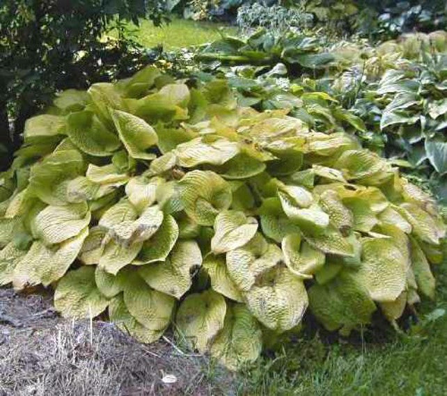 Hosta 'Abiqua Recluse' Courtesy of Bob Axmear and the Hosta Library
