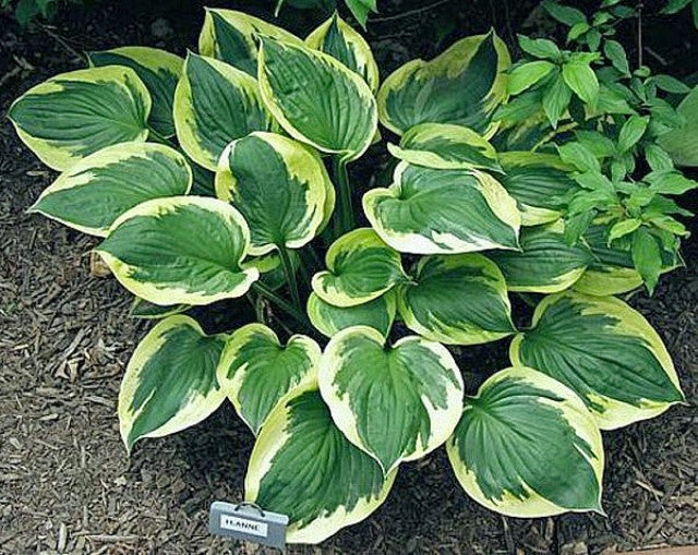 Hosta 'Anne' Courtesy of Carol Brashear
