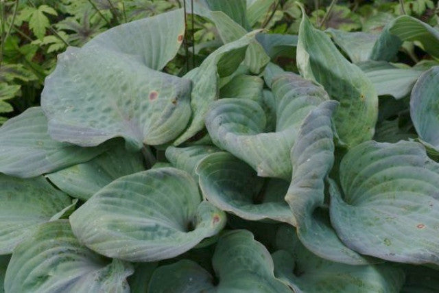 Hosta 'Aquamarine' Courtesy of Dan Heims and the Hosta Library