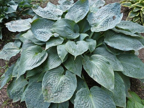 Hosta 'Bedford Blue' Courtesy of the Hosta Library