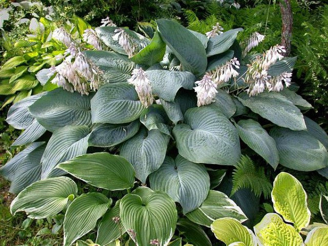 'Betcher's Blue' Hosta Courtesy of Carol Brashear