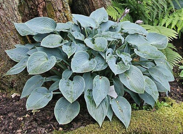 Hosta 'Buckshaw Blue' Courtesy of Ian Scroggy and the Hosta Library