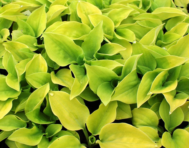 'Cheatin Heart' Hosta From NH Hostas