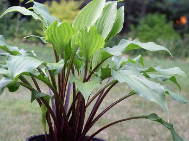 Hosta 'China Girl' Courtesy of the Hosta Library