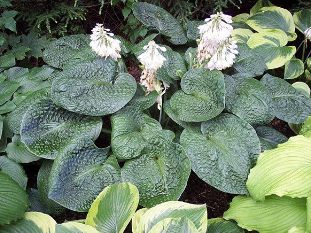 'Clear Fork River Valley' Hosta Courtesy of Carol Brashear
