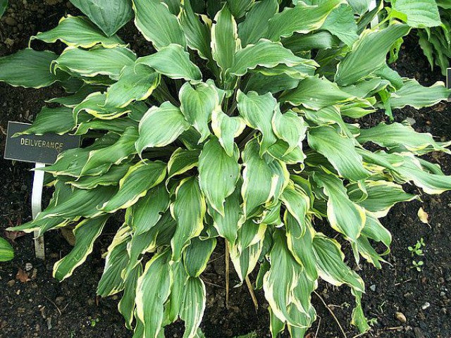 'Deliverance' Hosta Courtesy of Carol Brashear