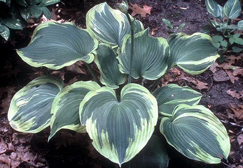 'Earth Angel' Hosta