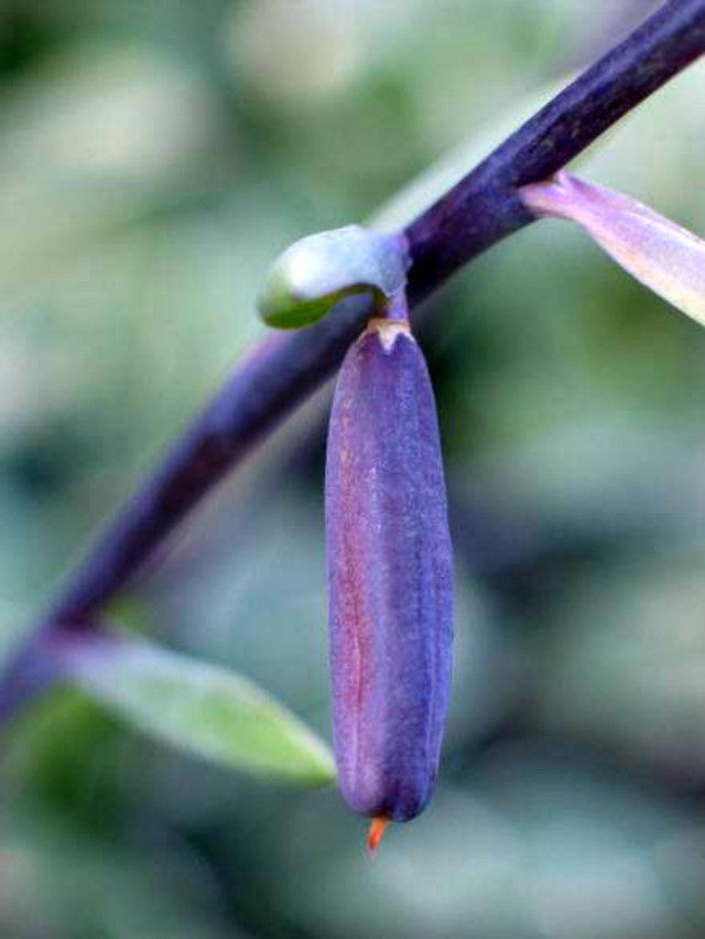'Ebony Towers' Hosta Courtesy of Don Dean