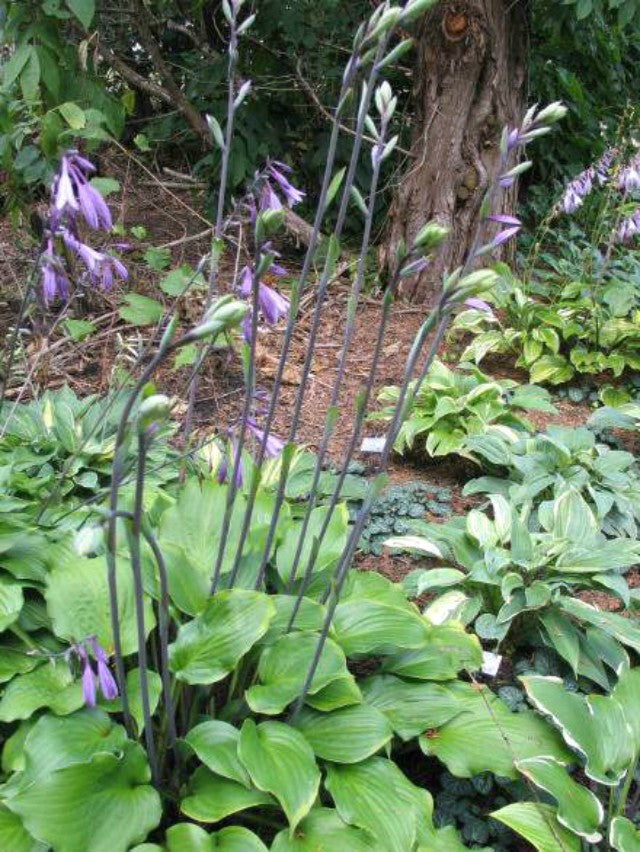 'Ebony Towers' Hosta Courtesy of Don Dean