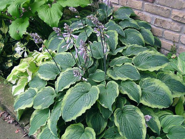 Hosta 'Ephemeral Lace' Courtesy of Doug Ruff and the Hosta Library