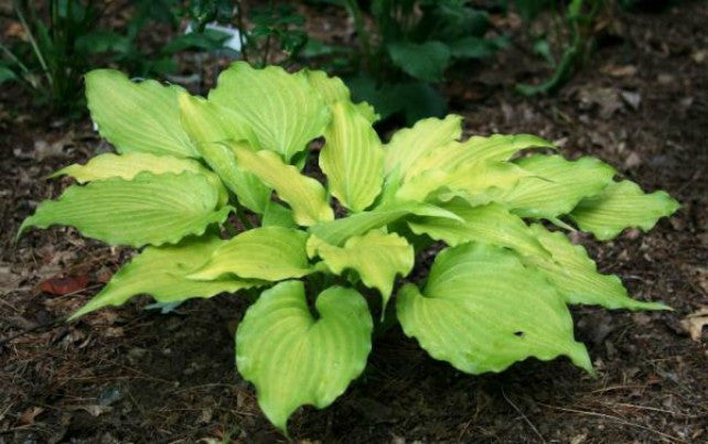 Hosta 'Funny Bones' Courtesy of Meg and Jim Dalton and the Hosta Library