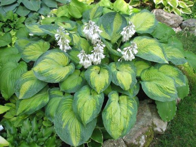'George Smith' Hosta Courtesy of Kathie Sisson