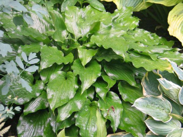 'Get Nekkid' Hosta Courtesy of Don Dean