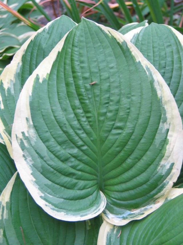 'Glacial Towers' Hosta Courtesy of Don Dean