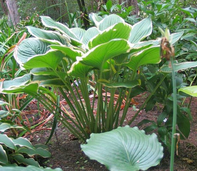 'Glacial Towers' Hosta Courtesy of Don Dean