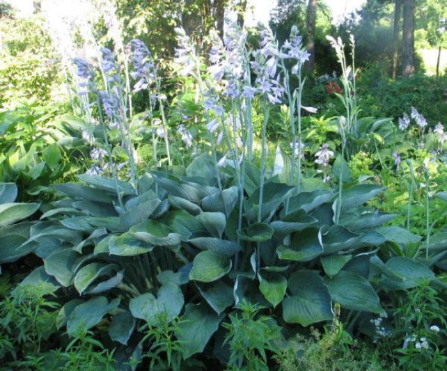Hosta 'Glen Triumph' Courtesy of Victoria Serafin