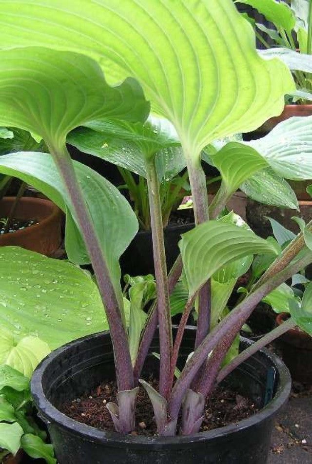 Hosta 'Grand Rapids' Courtesy of Jeroen Linneman and the Hosta Library