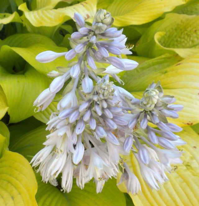 'Great Lakes Gold' Hosta Courtesy of Dick Ward