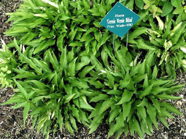 'Greenie Weenie Bikini' Hosta Courtesy of Carol Brashear