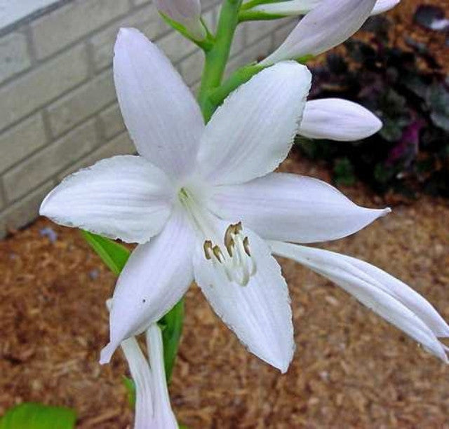 Hosta 'Guacamole' Flower