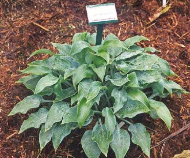 Hosta 'Gunmetal Blue' Courtesy of the Hosta Library