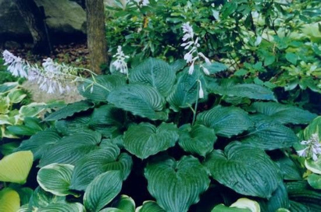 Hosta 'Gunsmoke' Courtesy of Carol Brashear and the Hosta Library