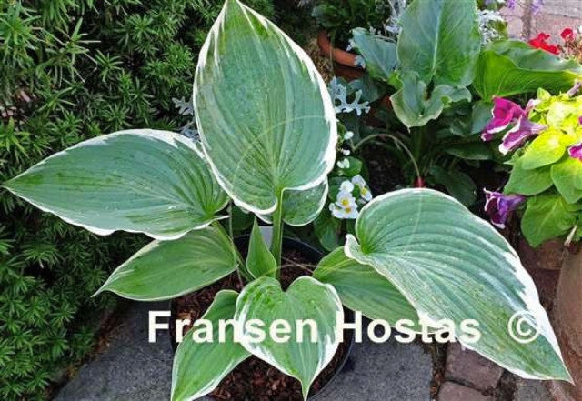 Hosta 'Handsome Devil' Courtesy of Fransen Hostas