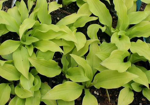 'Hazel' Hosta From NH Hostas
