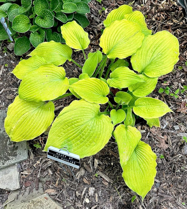 Hosta 'Heart of the Sunrise' Courtesy of Dave Russo