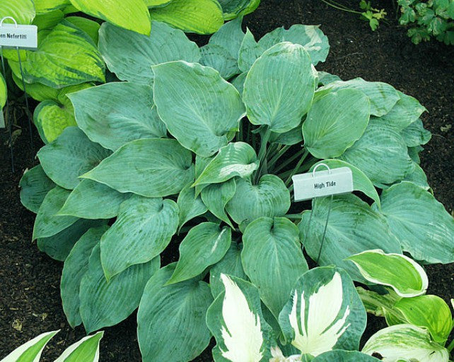 Hosta 'High Tide' Courtesy of Carol Brashear