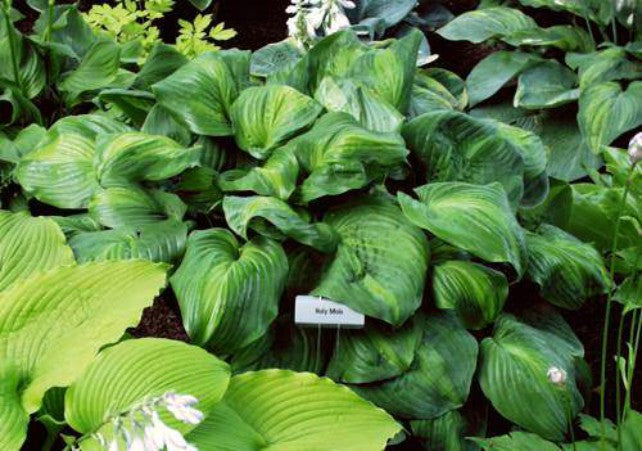 'Holy Mole' Hosta Courtesy of Carol Brashear