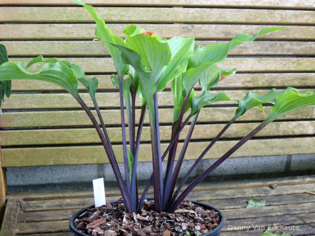 Hosta 'Fire Dance' Courtesy of Danny Van Eechaute