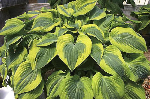 'Katie Q' Hosta Courtesy of Q&Z Nursery