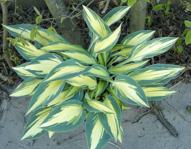 'Party Popper' Hosta Courtesy of Naylor Creek