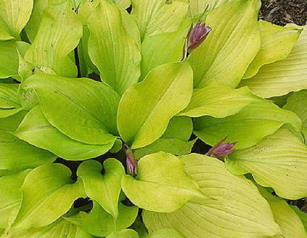 'Tickle Me Pink' Hosta Courtesy of Bev Stegeman