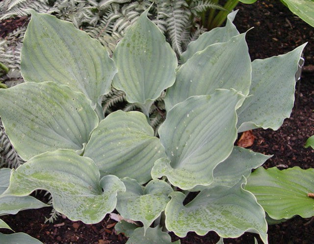 'Winter Frost' Hosta Courtesy of Doug Beilstein