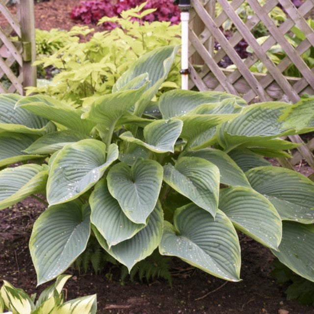 'Wu-La-la' Hosta Courtesy of Proven Winners