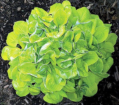 'Ladybug' Hosta Courtesy of Q & Z Nursery